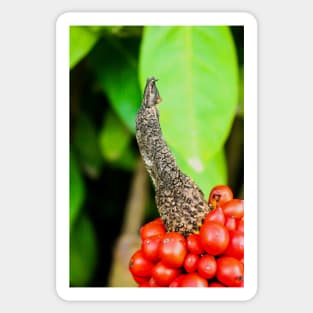 Red peppercorn with bird beak Sticker